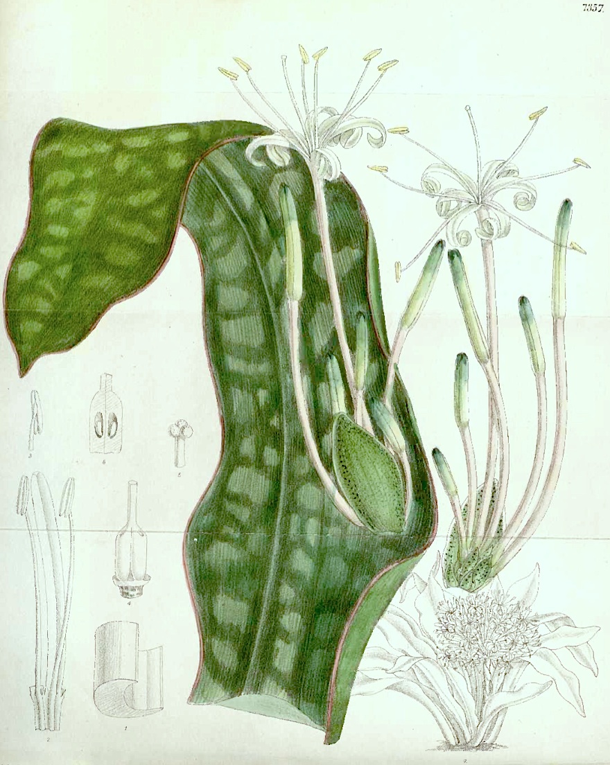 starostlivosť o Dracaena pethera v interiéri