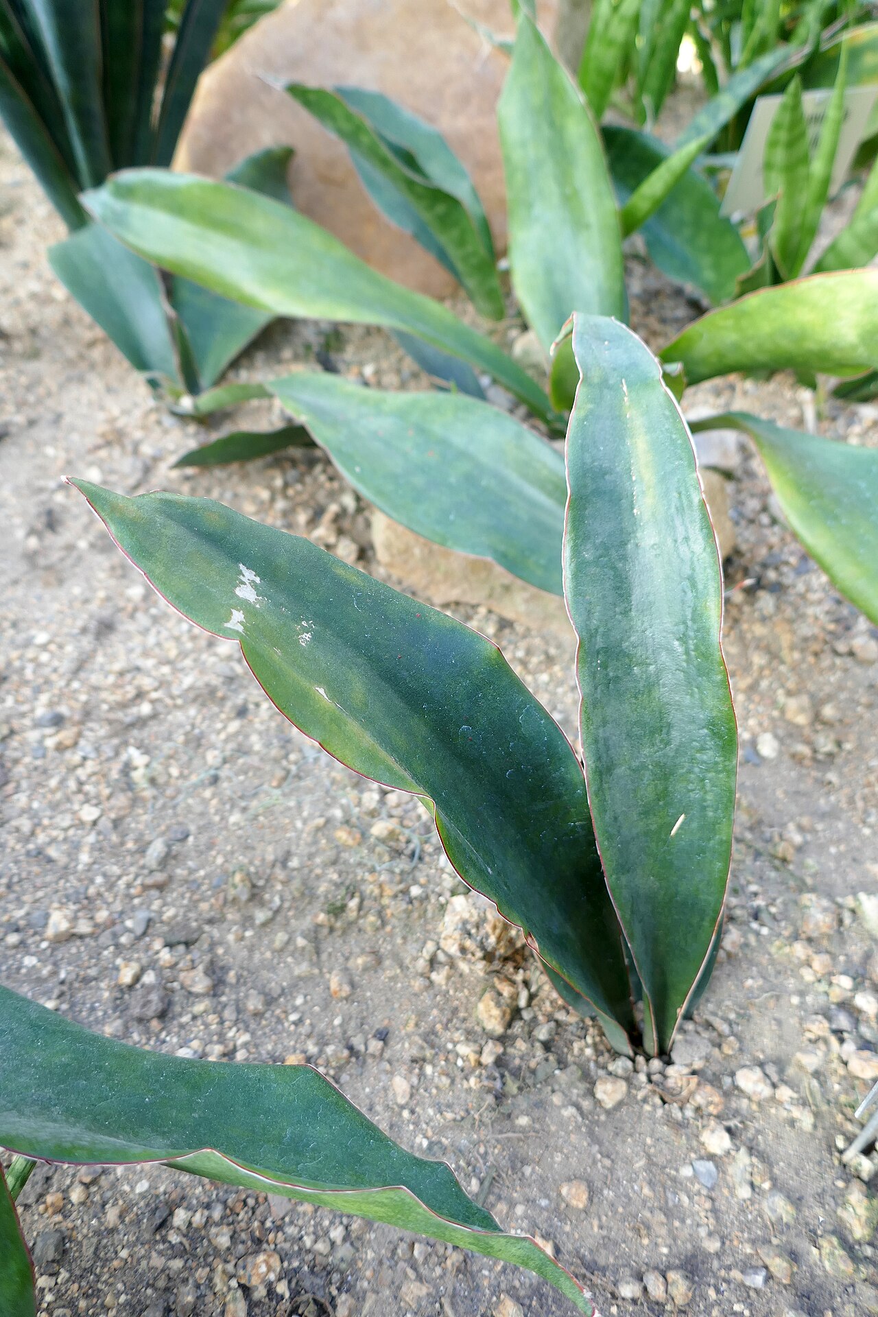 Detail listov rastliny Dracaena pethera