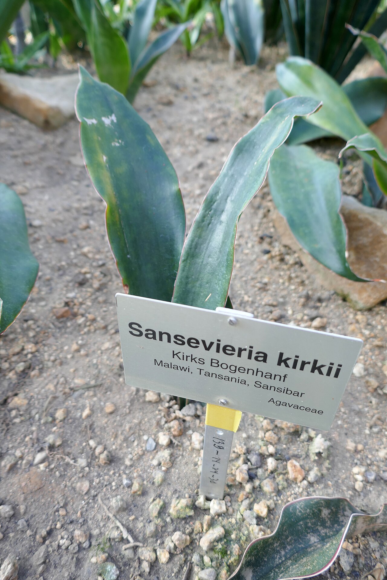 Dracaena pethera v kvetináči na svetlom mieste