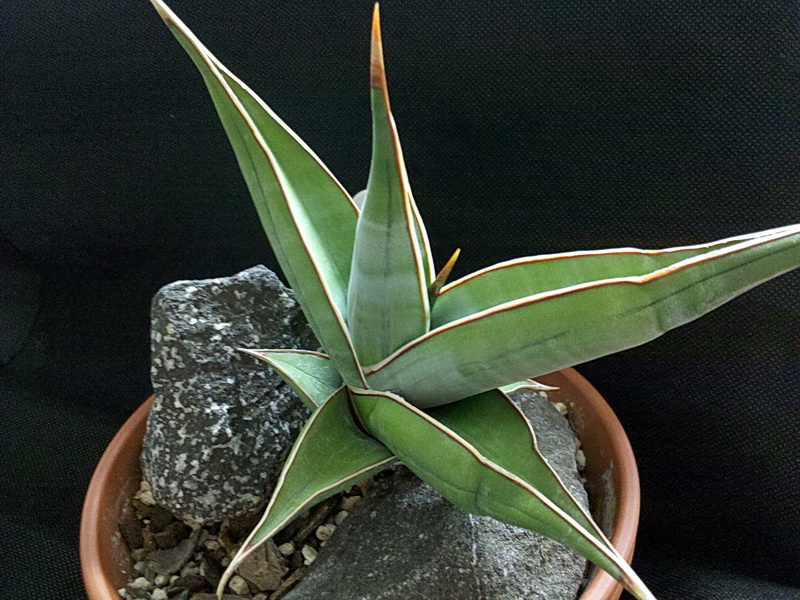 starostlivosť o Dracaena pinguicula v interiéri