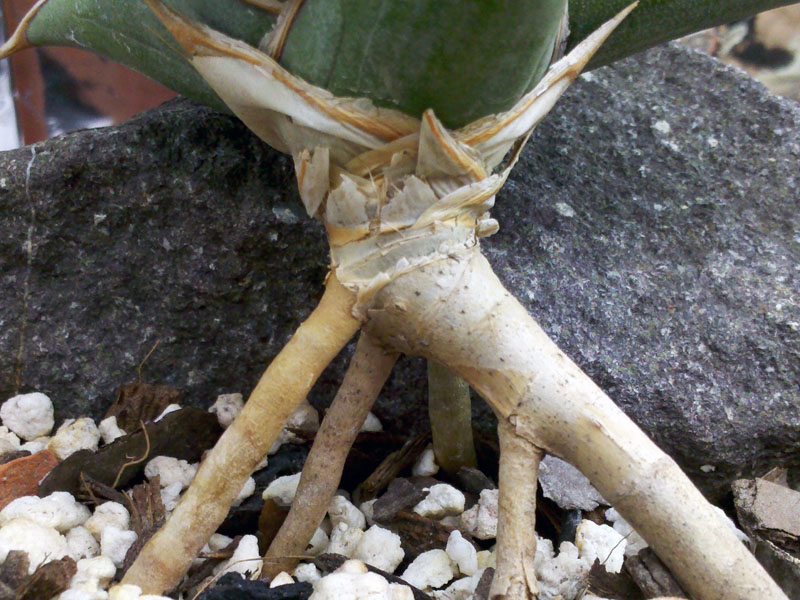 Detail pevných listov rastliny Dracaena pinguicula