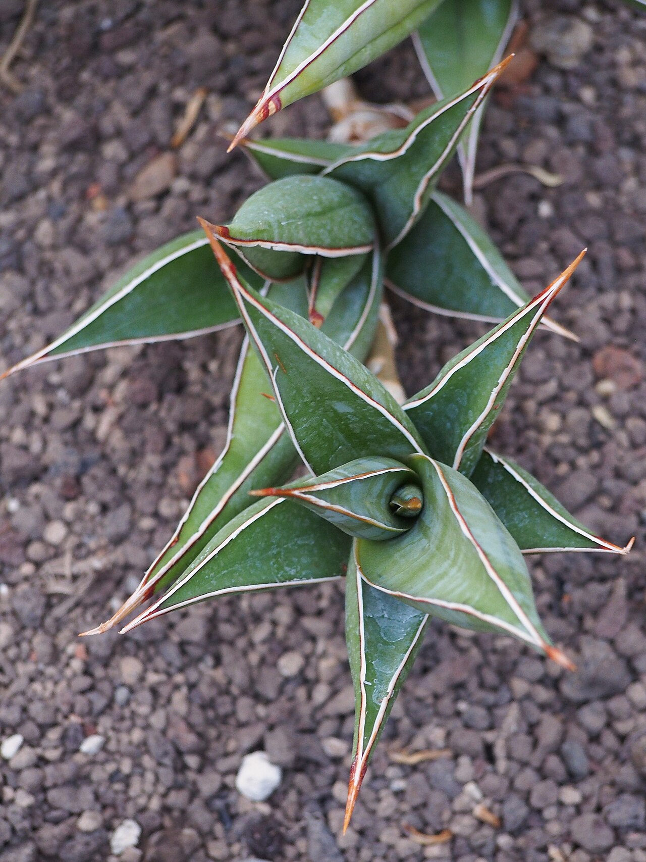 Dracaena pinguicula v kvetináči na svetlom mieste