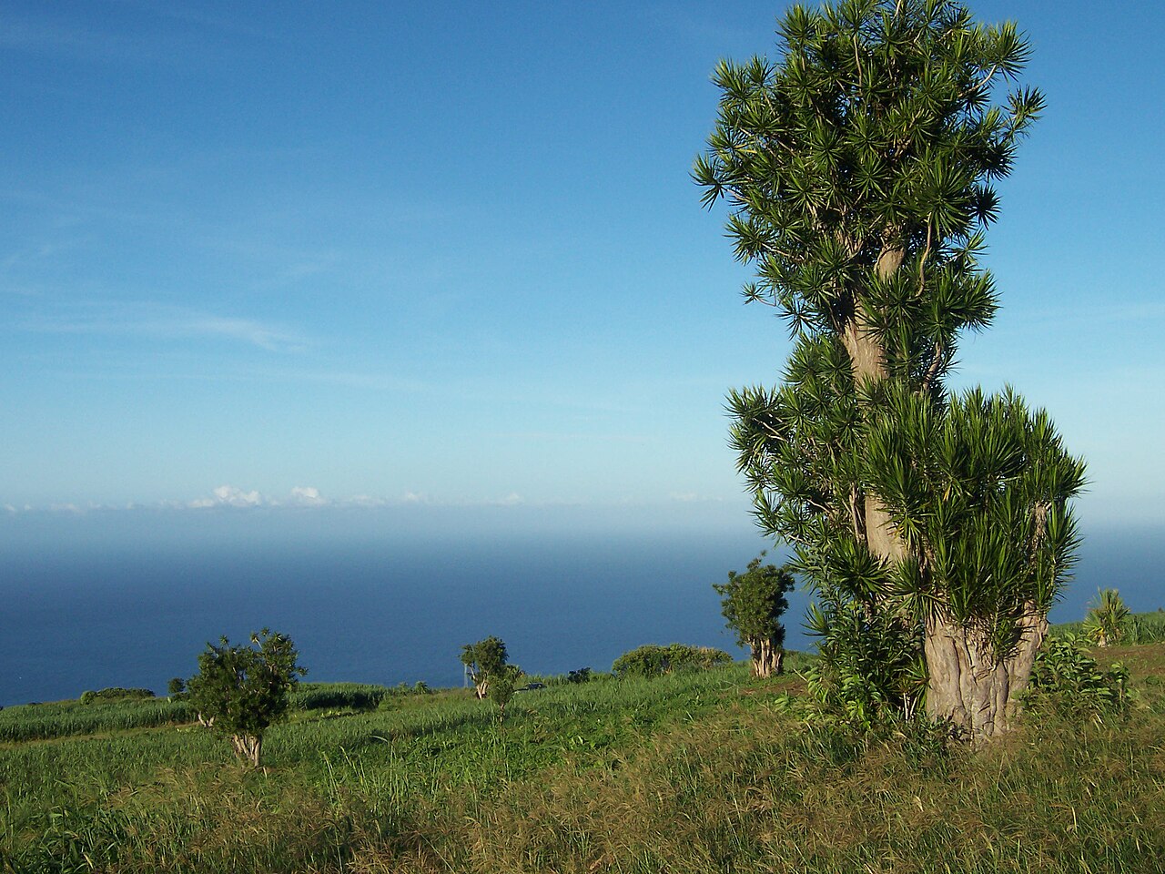 Dracaena reflexa ako izbová rastlina v kvetináči