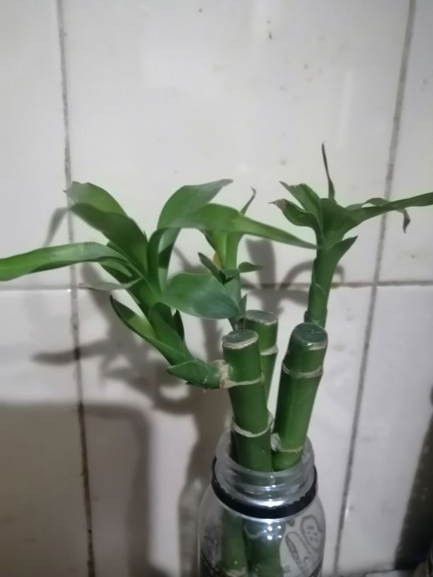 Starostlivosť o Dracaena sanderiana v interiéri
