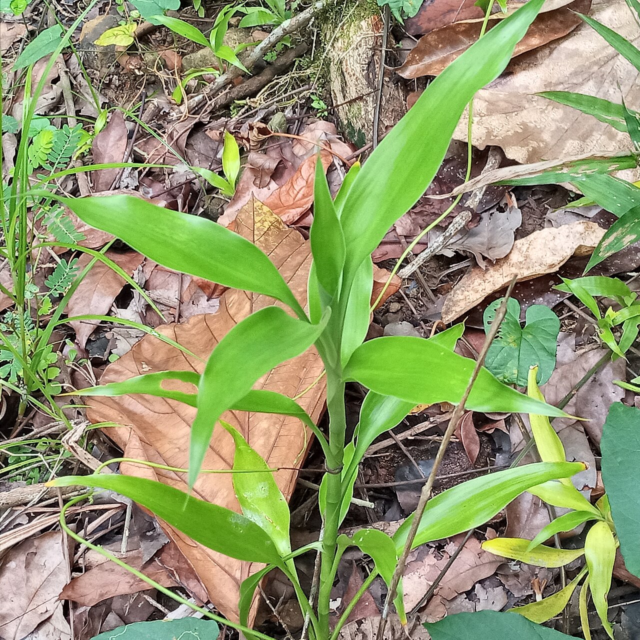 Dracaena sanderiana pestovaná vo vode v dekoratívnej nádobe