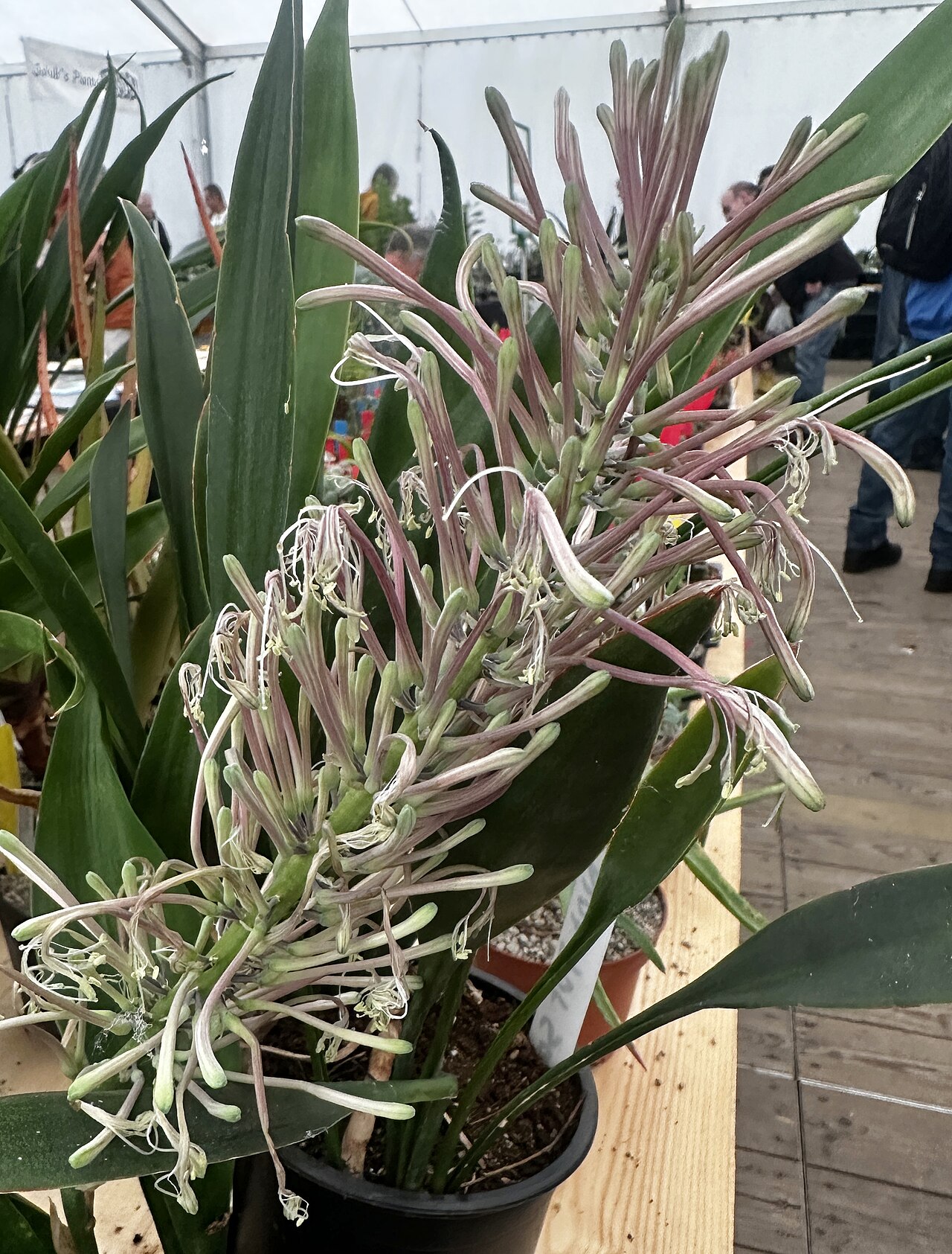 Starostlivosť o Dracaena spathulata v interiéri