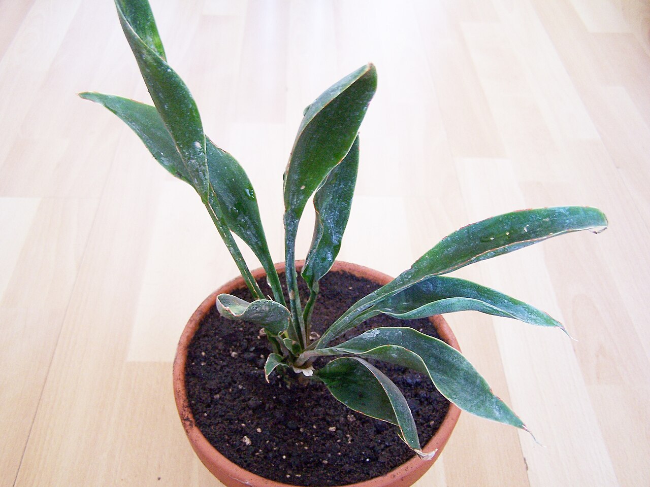 Dracaena spathulata s tmavozelenými lesklými listami