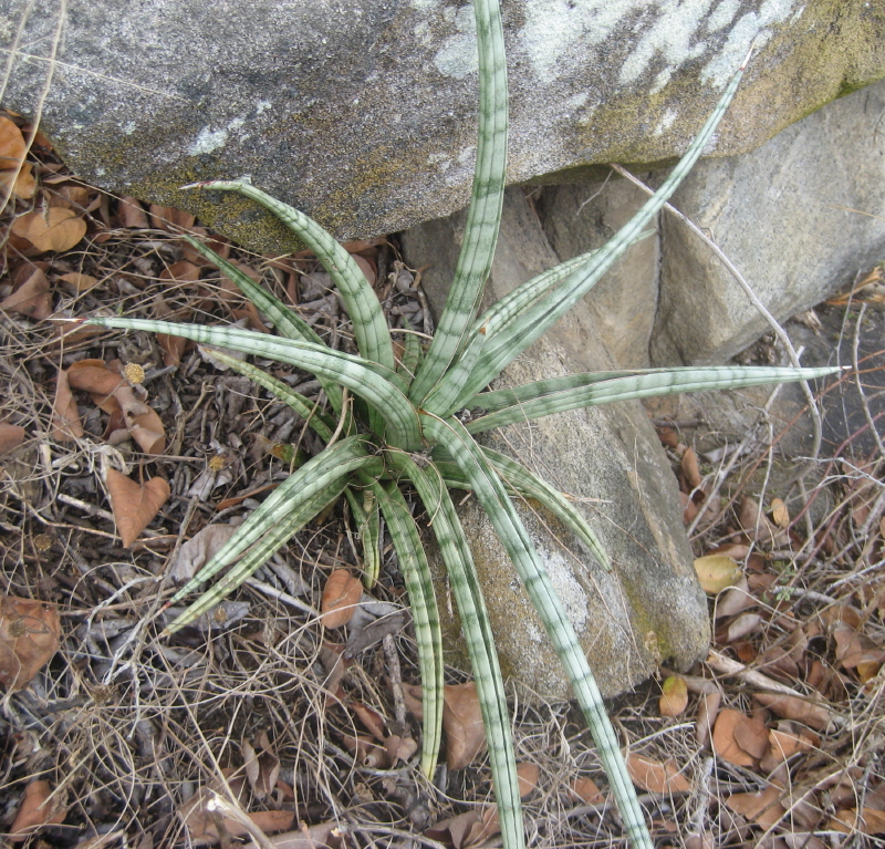Starostlivosť o Dracaena suffruticosa v interiéri
