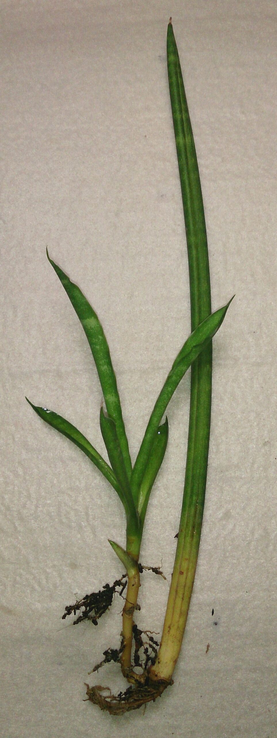 Detail listov rastliny Dracaena suffruticosa