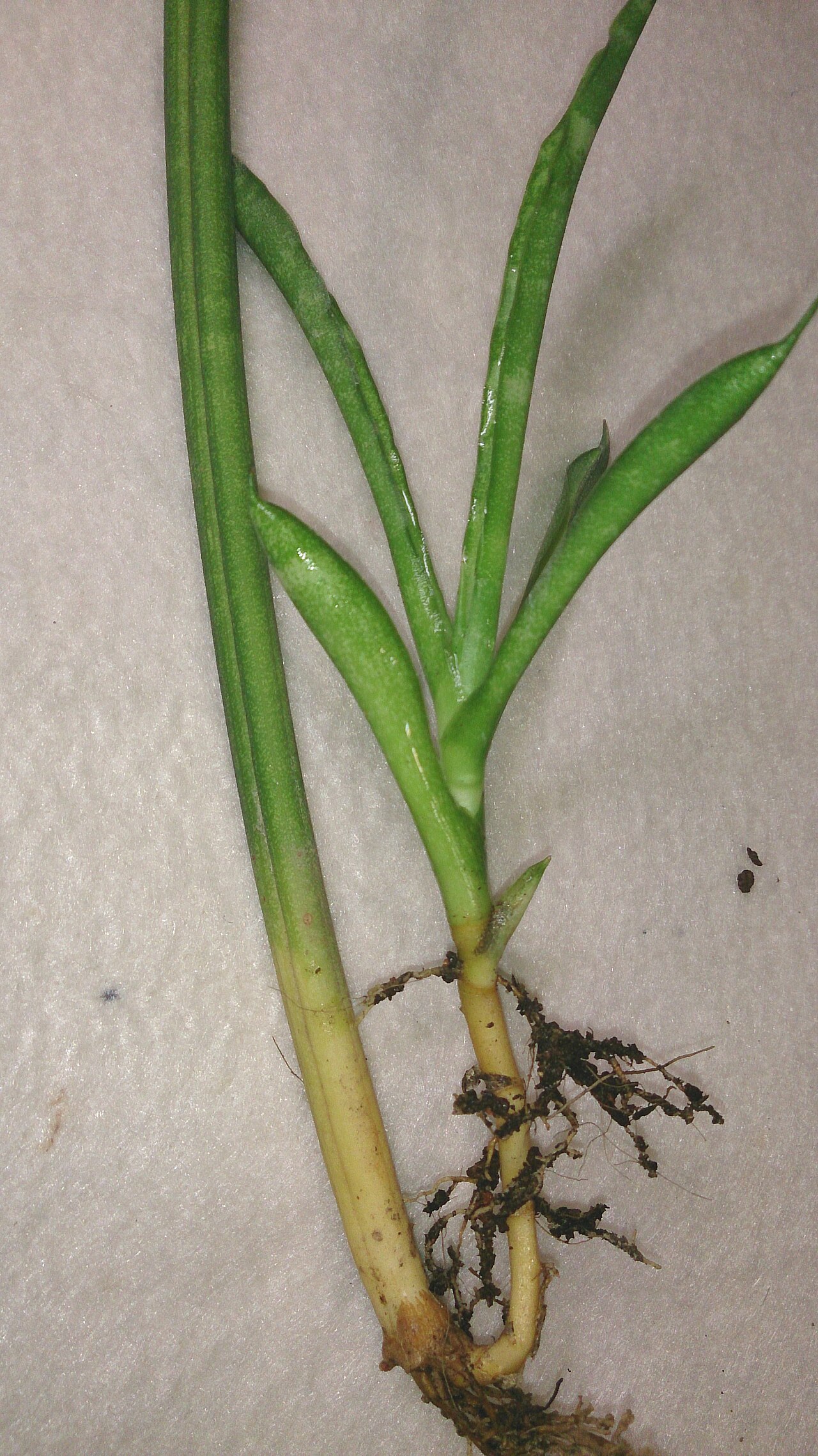 Dracaena suffruticosa v kvetináči na svetlom mieste
