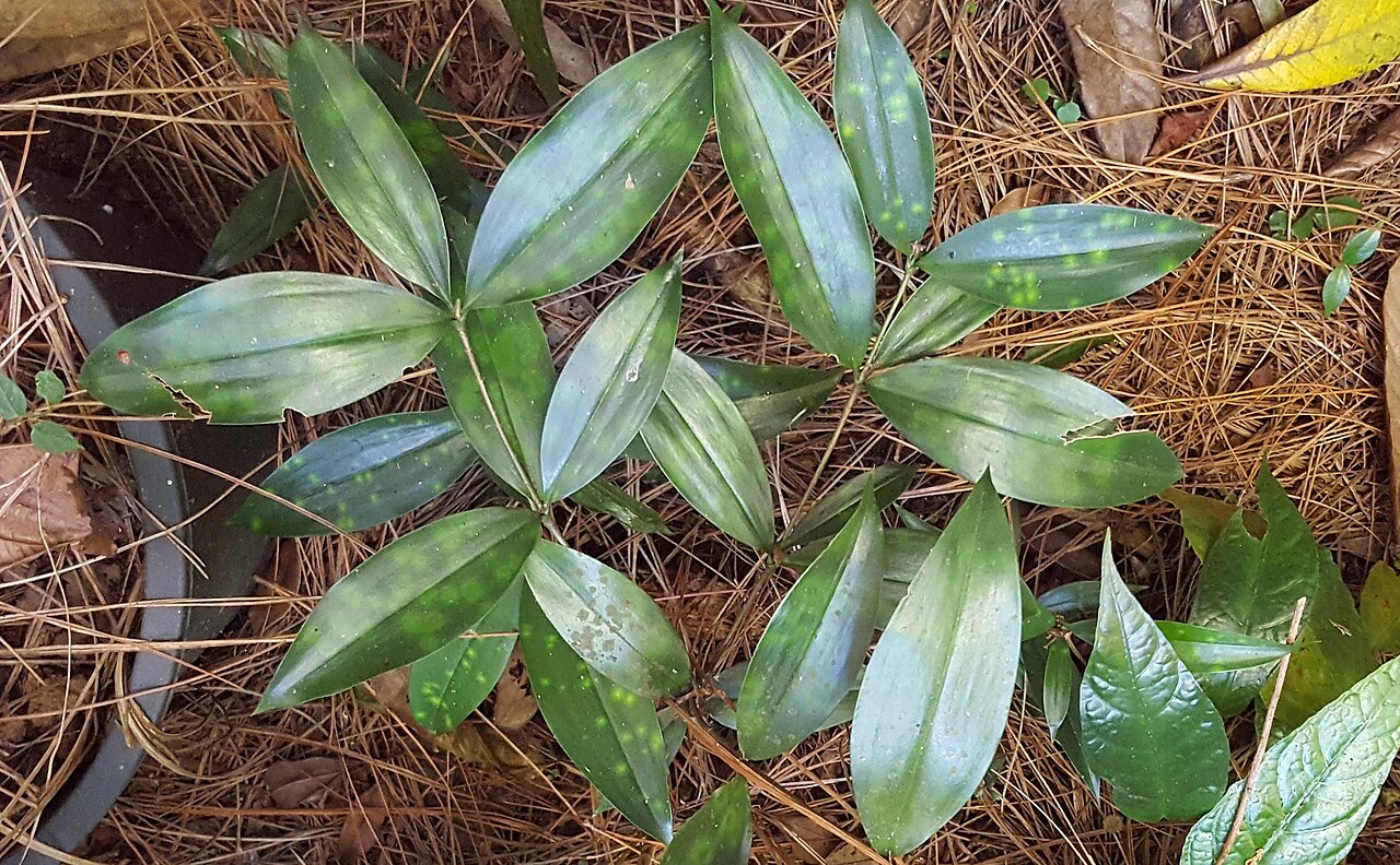 Dracaena surculosa pestovanie v interiéri na svetlom mieste