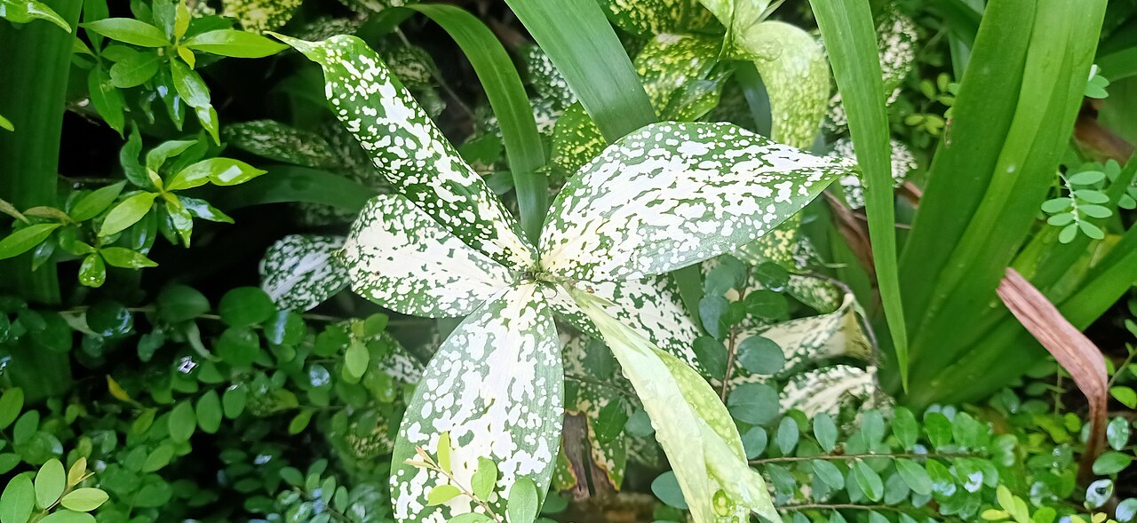 Listy Dracaena surculosa so žltými škvrnami