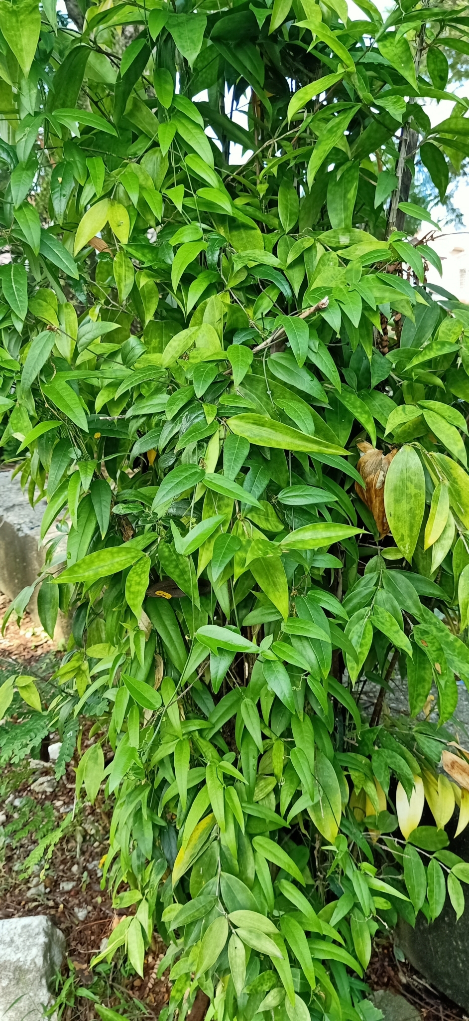 Dracaena surculosa v kvetináči ako izbová rastlina