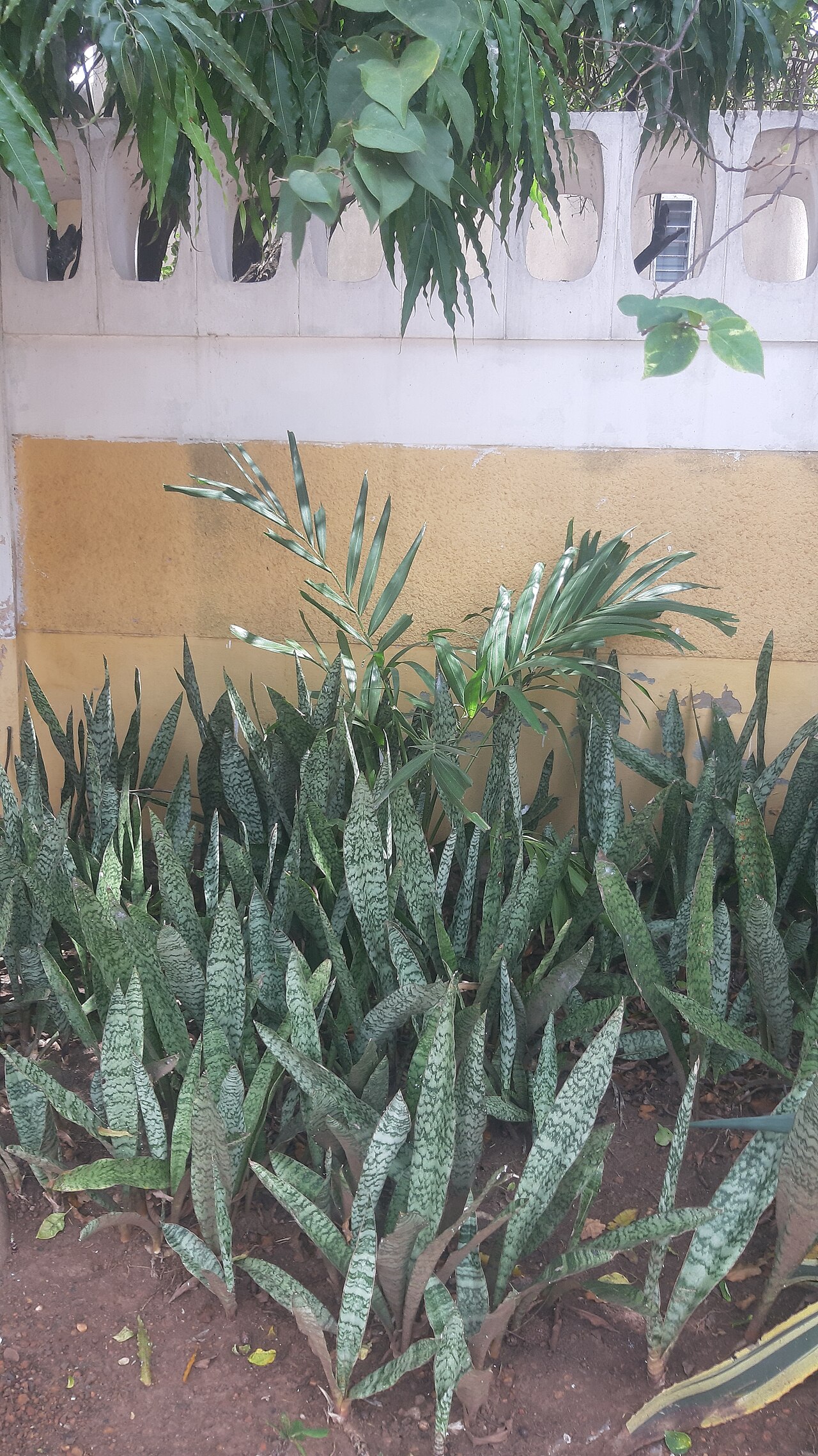 Starostlivosť o Dracaena trifasciata v interiéri