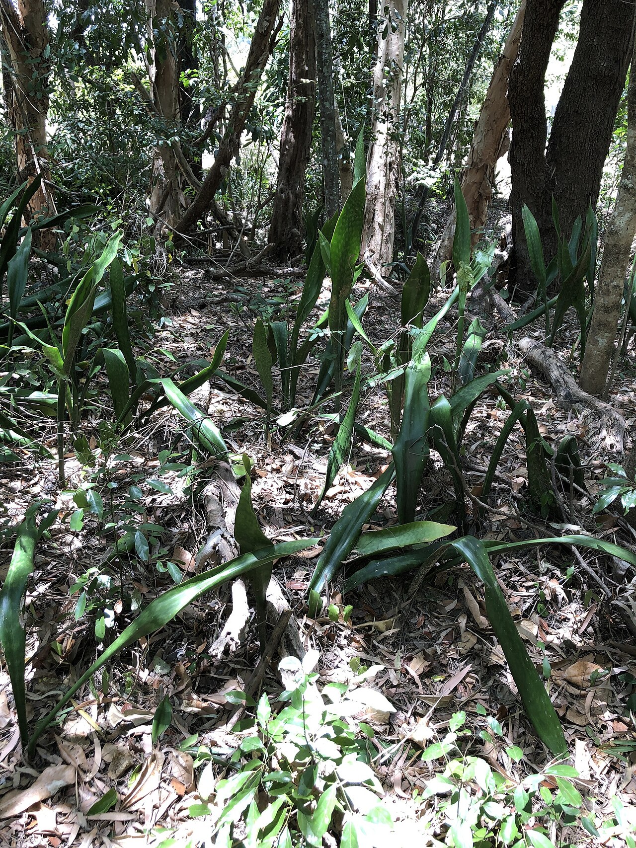 Detail listov rastliny Dracaena trifasciata