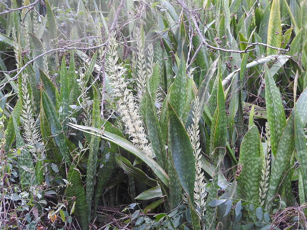 Dracaena trifasciata v kvetináči pri okne