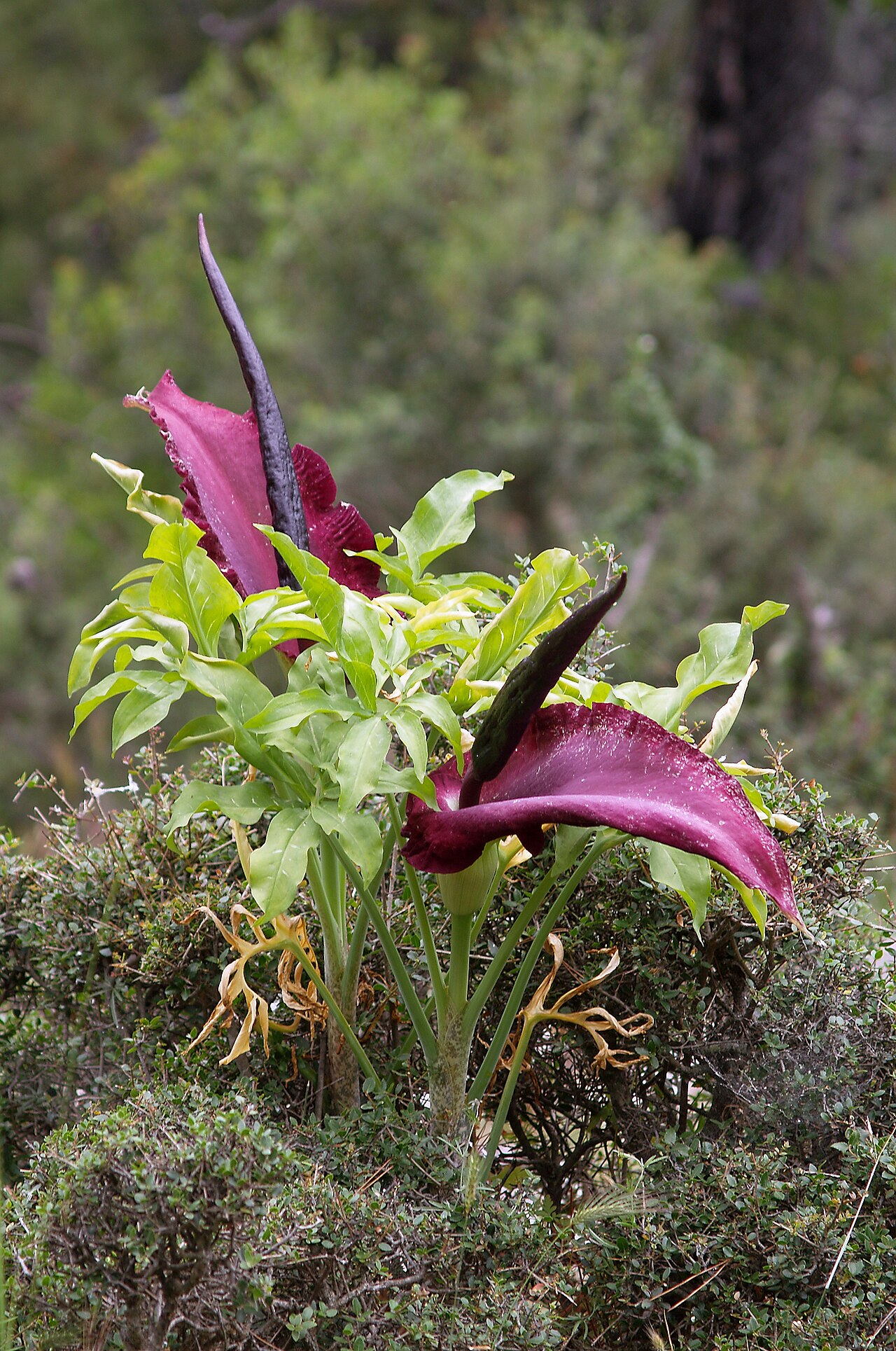 Dracunculus vulgaris v kvetináči počas rastu