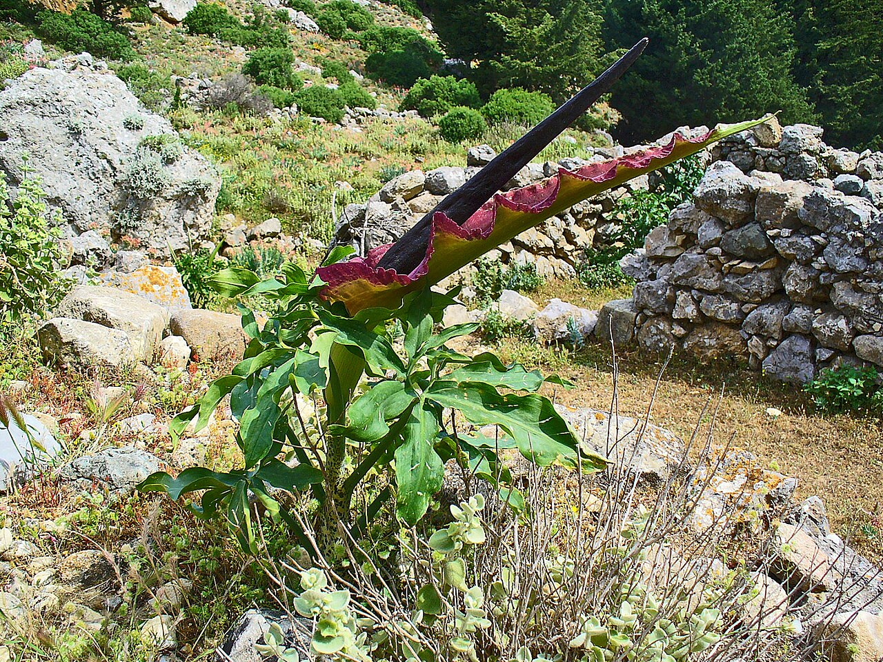 Detail listov rastliny Dracunculus vulgaris