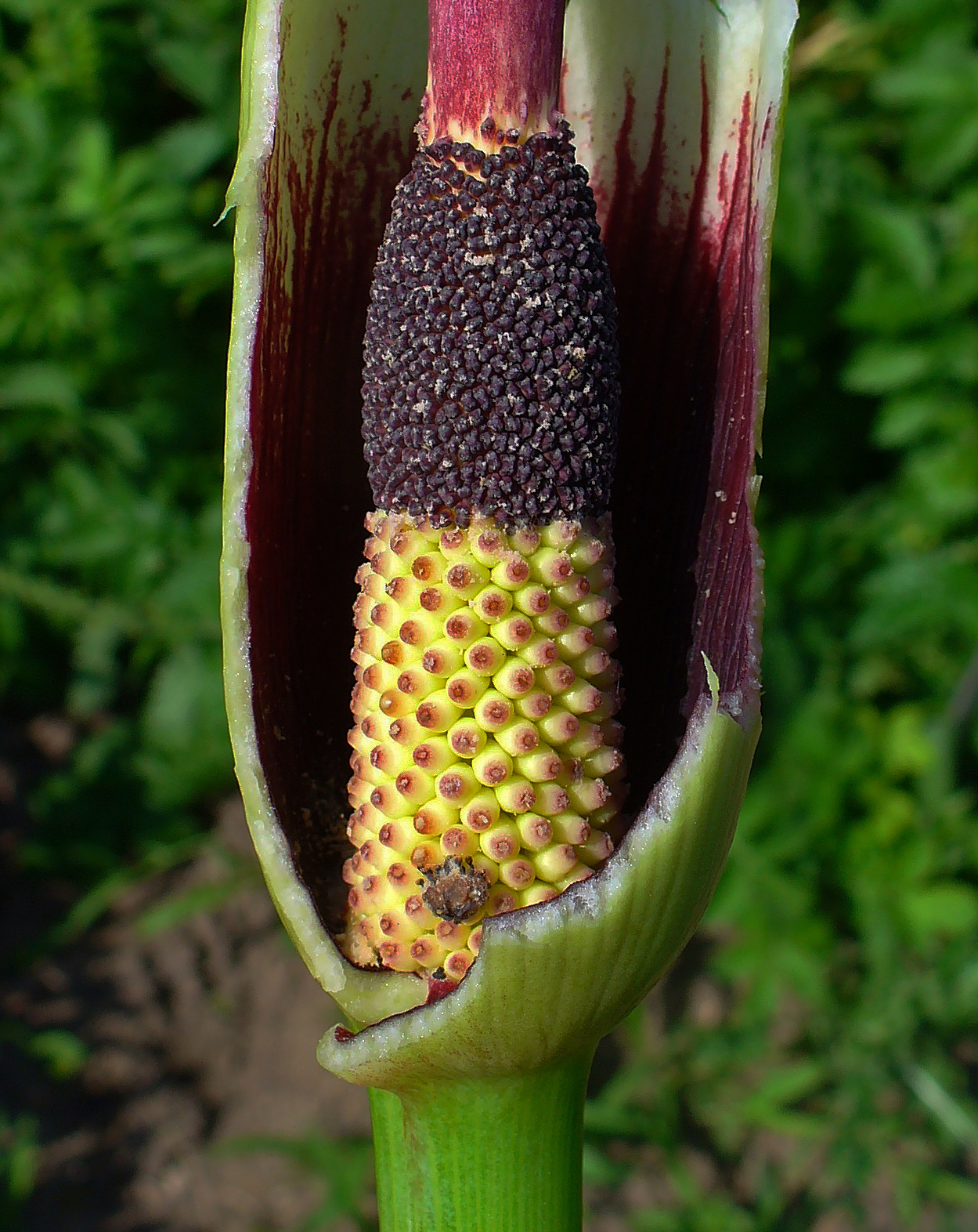 Starostlivosť o Dracunculus vulgaris a vzhľad listov