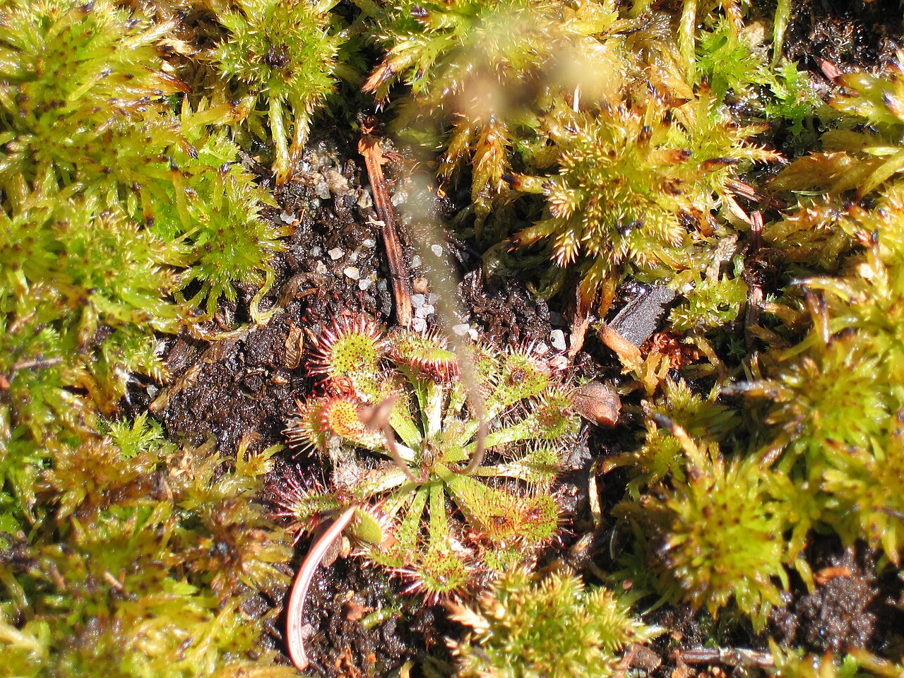 Starostlivosť o Drosera capillaris na detailnom zábere listov