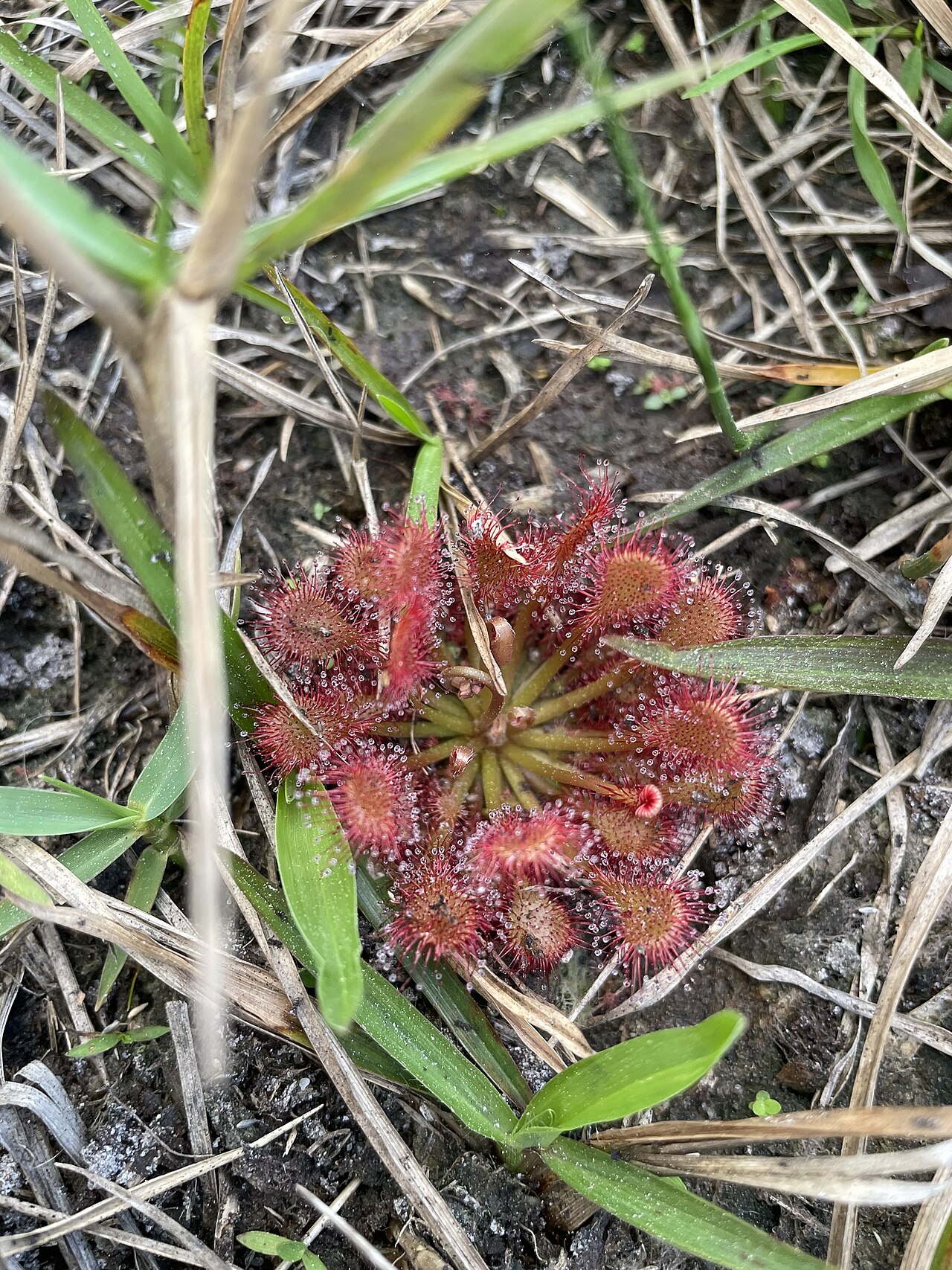 Drosera capillaris s lepkavými tentakulami v malej ružici
