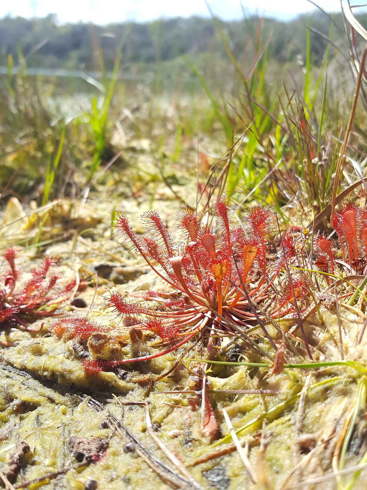 Kvitnúca Drosera capillaris v pestovateľskej nádobe