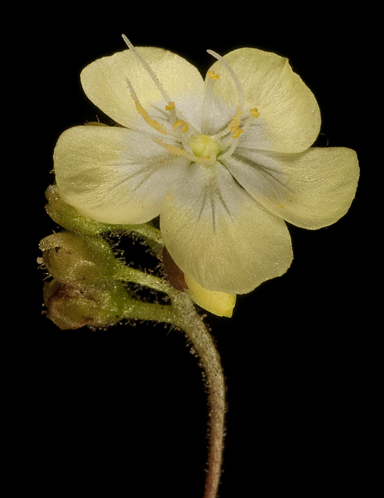 Drosera citrina v detailnom zábere na lepkavé listy