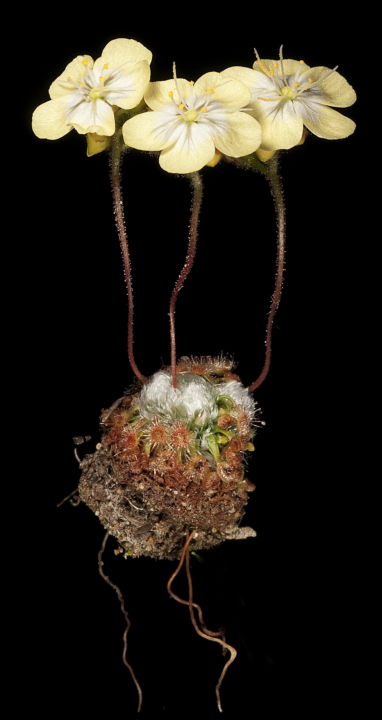 Starostlivosť o Drosera citrina a jej kompaktná ružica