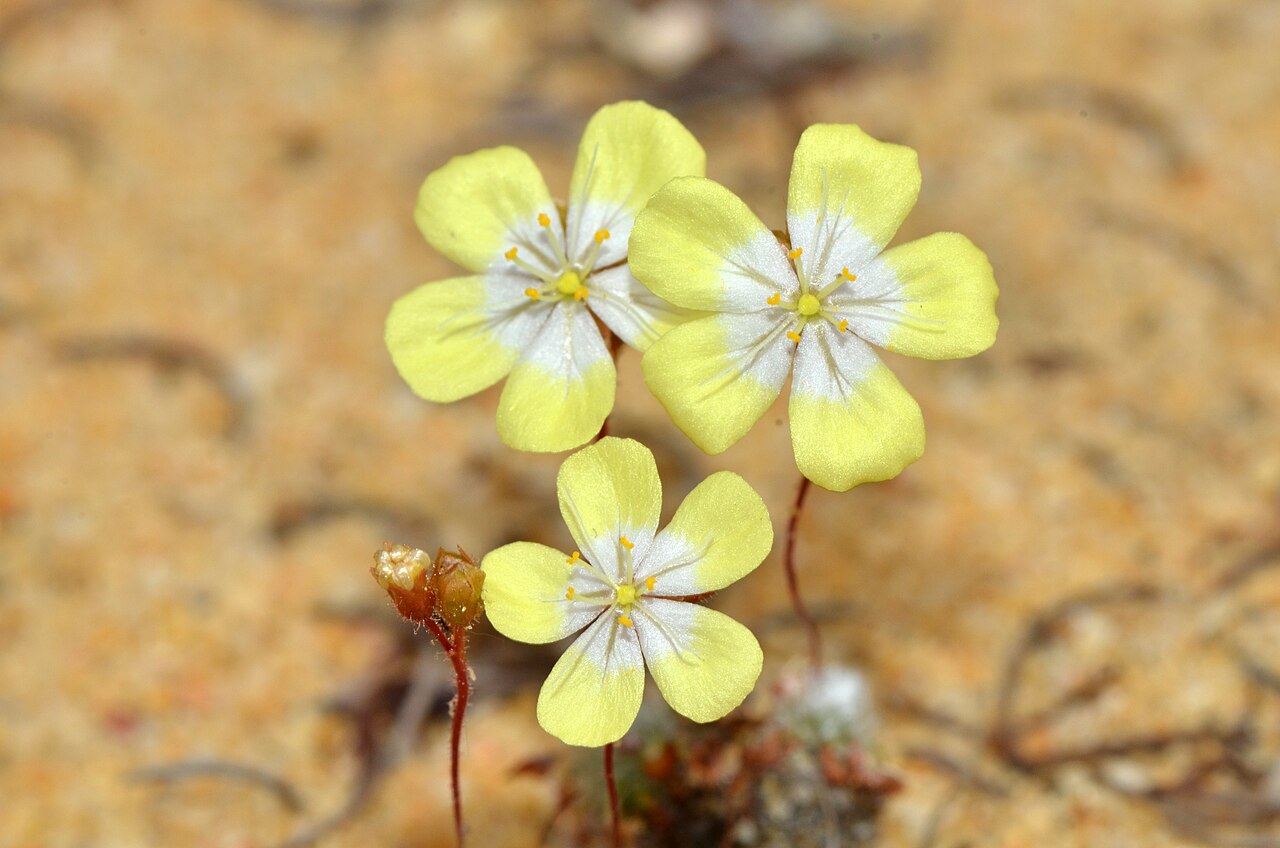Drosera citrina s jemne žltým sfarbením listov