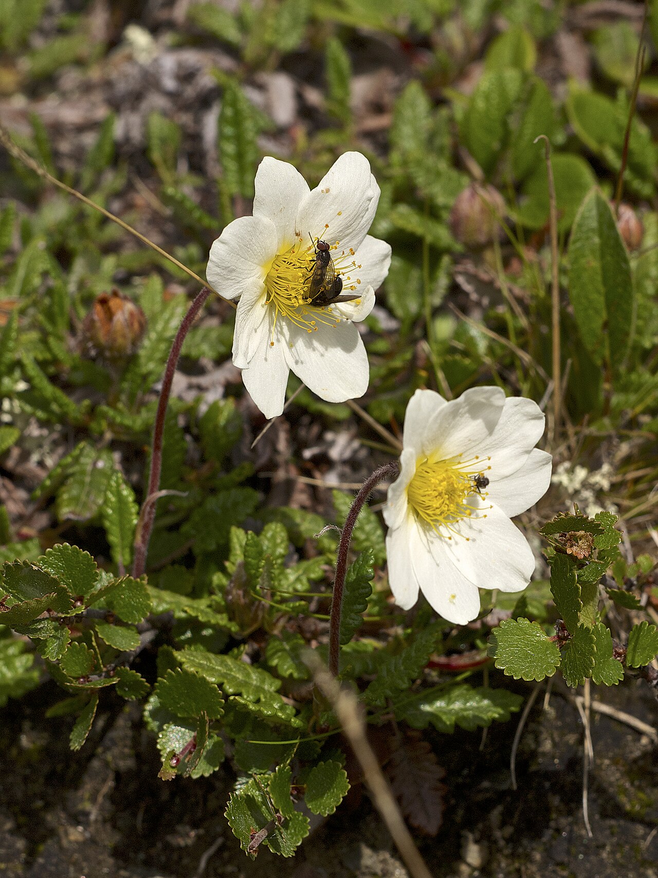 Starostlivosť o Dryas octopetala na svetlom stanovišti