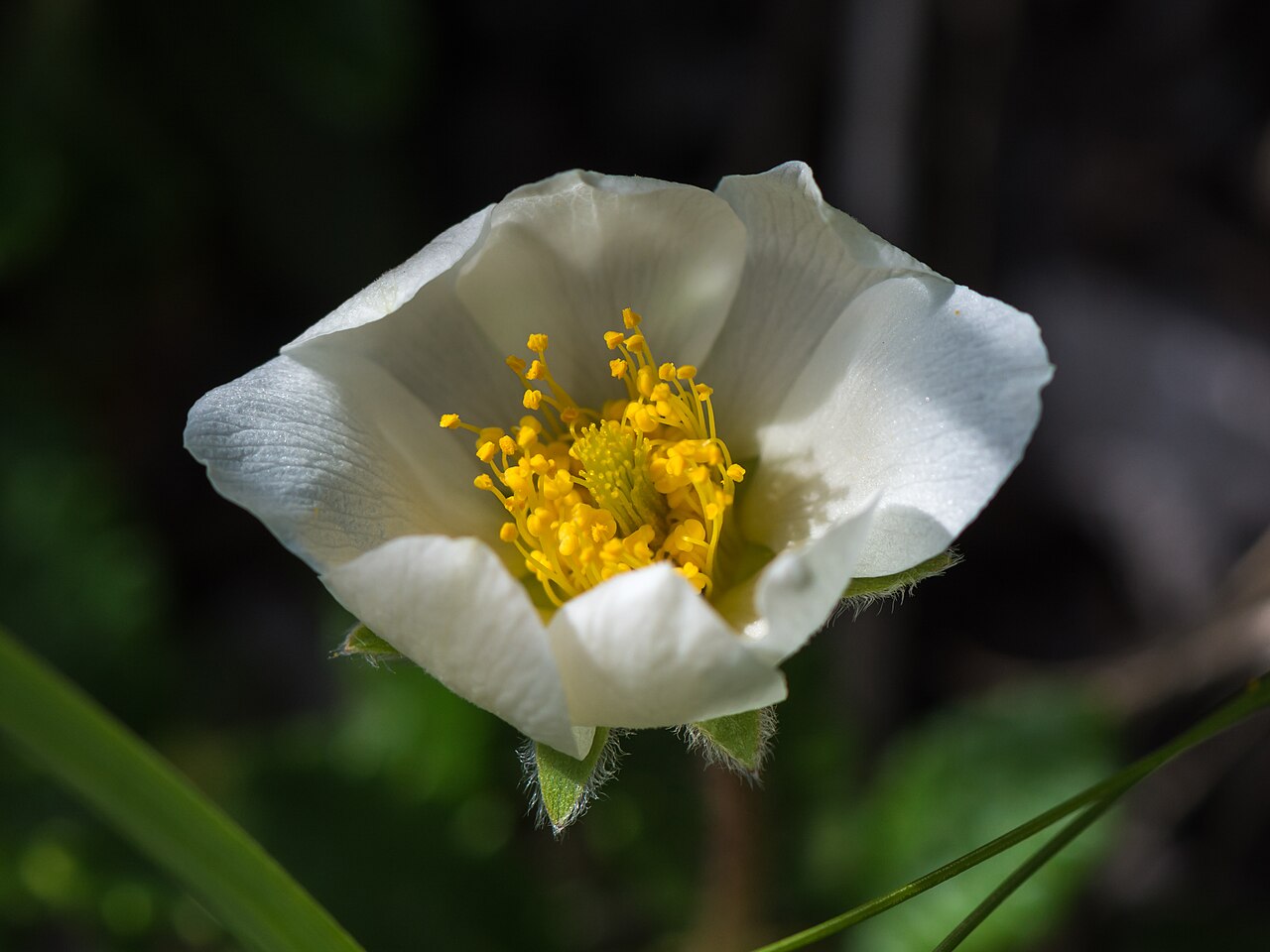Dryas octopetala rastúca v skalke medzi kameňmi