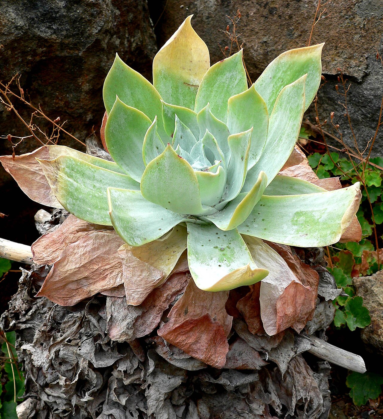Starostlivosť o Dudleya pulverulenta na slnečnom stanovišti