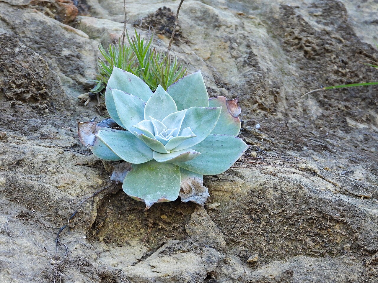Dudleya pulverulenta s voskovými striebristými listami