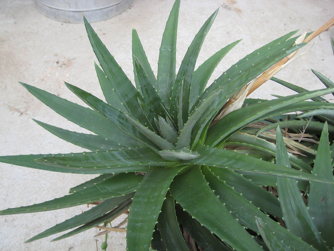 Starostlivosť o Dyckia brevifolia na svetlom stanovišti