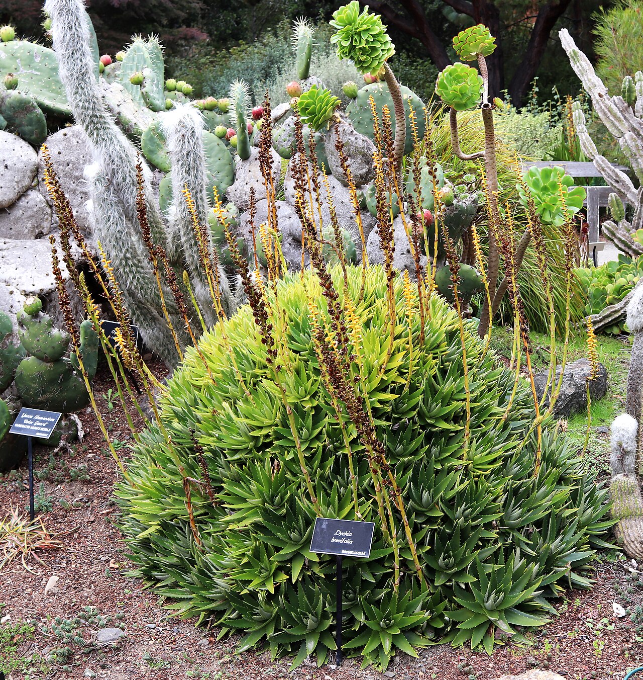 Detail ružice Dyckia brevifolia s ostnatými listami