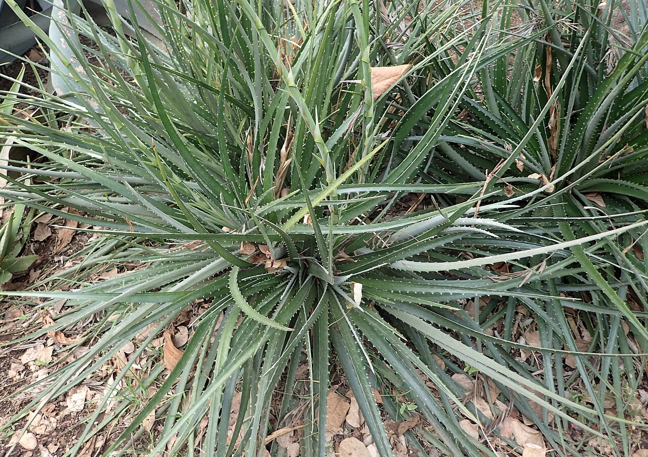 Starostlivosť o Dyckia niederleinii v interiéri