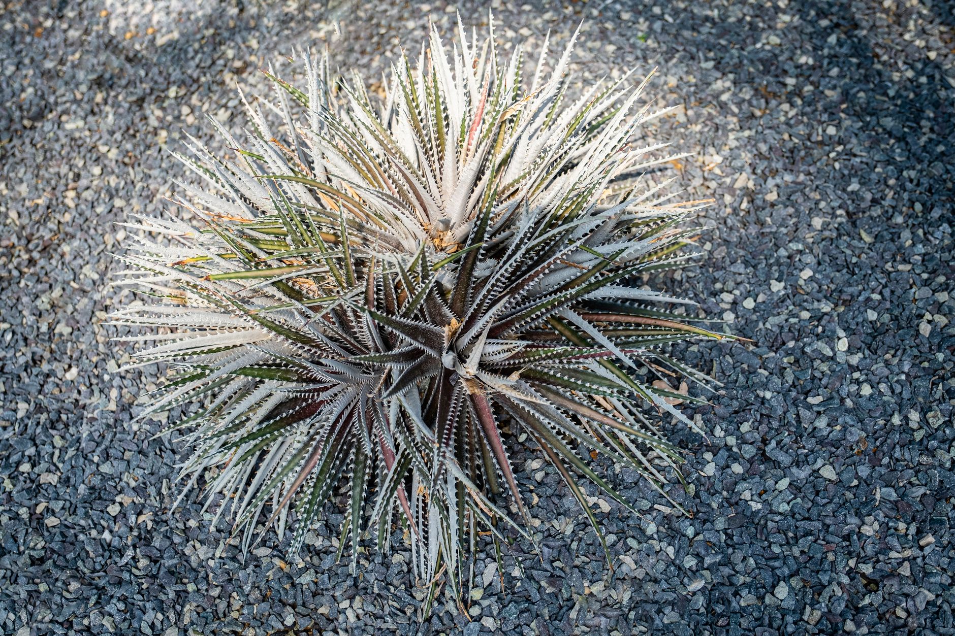 Dyckia niederleinii v kvetináči na svetlom mieste