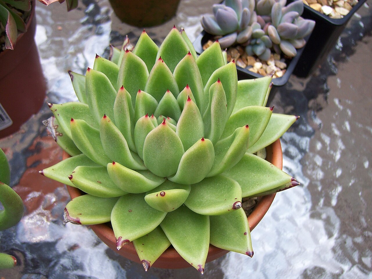 Starostlivosť o Echeveria agavoides na svetlom parapete