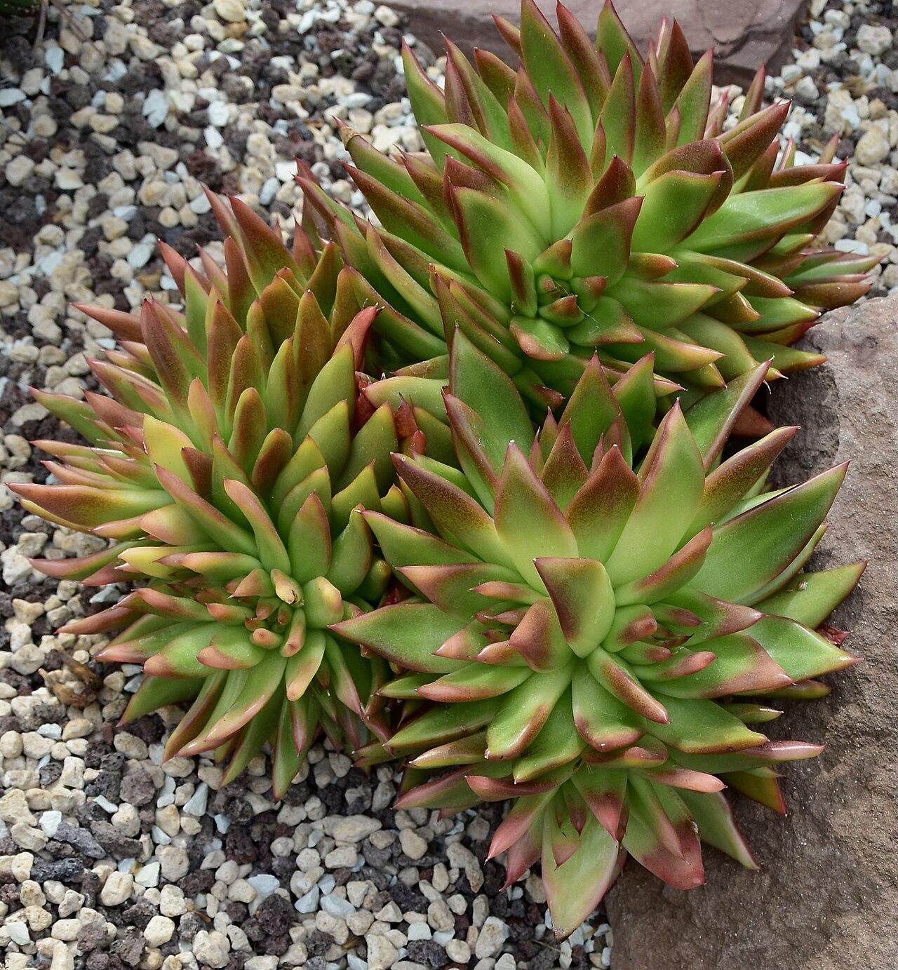 Detail ružice Echeveria agavoides s červenými špičkami listov