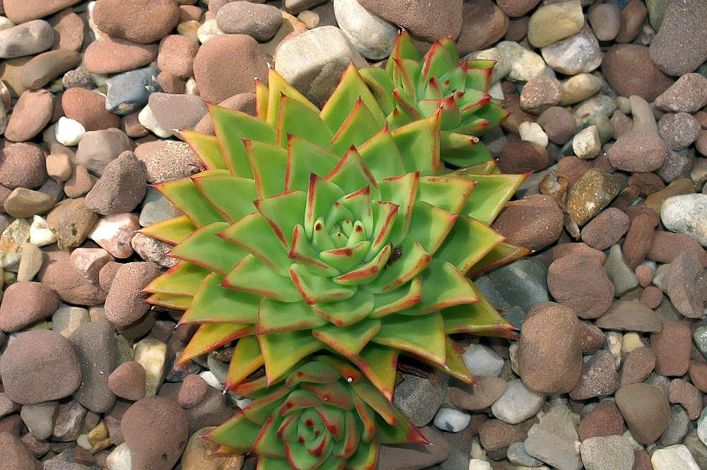 Echeveria agavoides v kvetináči s priepustným substrátom
