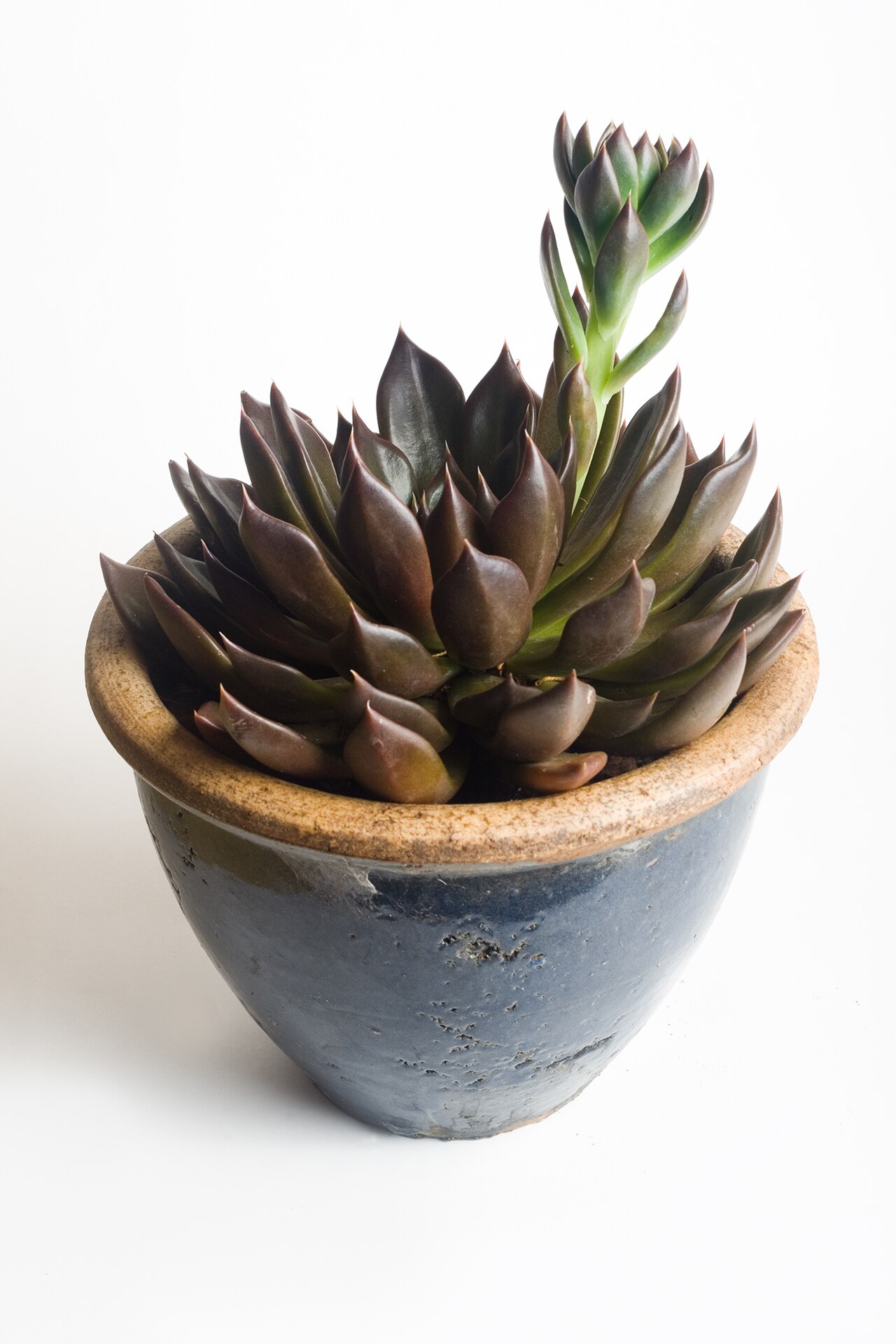 Echeveria 'Black Prince' pestovanie v kvetináči na svetlom mieste