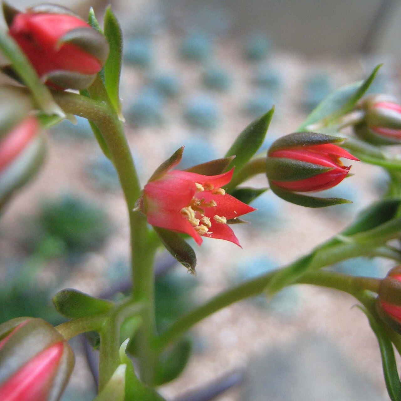 Tmavá ružica sukulentu Echeveria 'Black Prince'