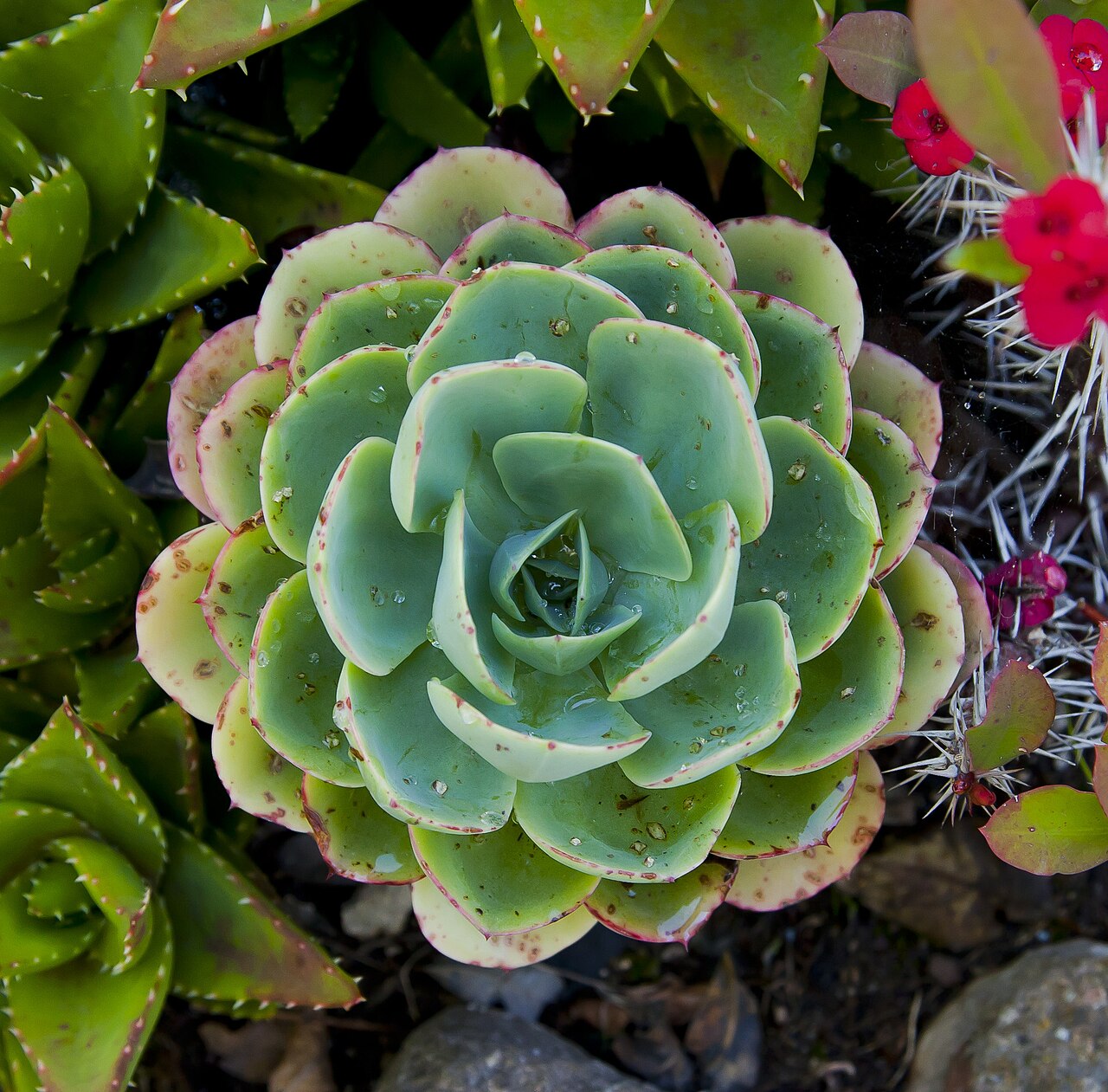 Starostlivosť o Echeveria elegans na svetlom parapete