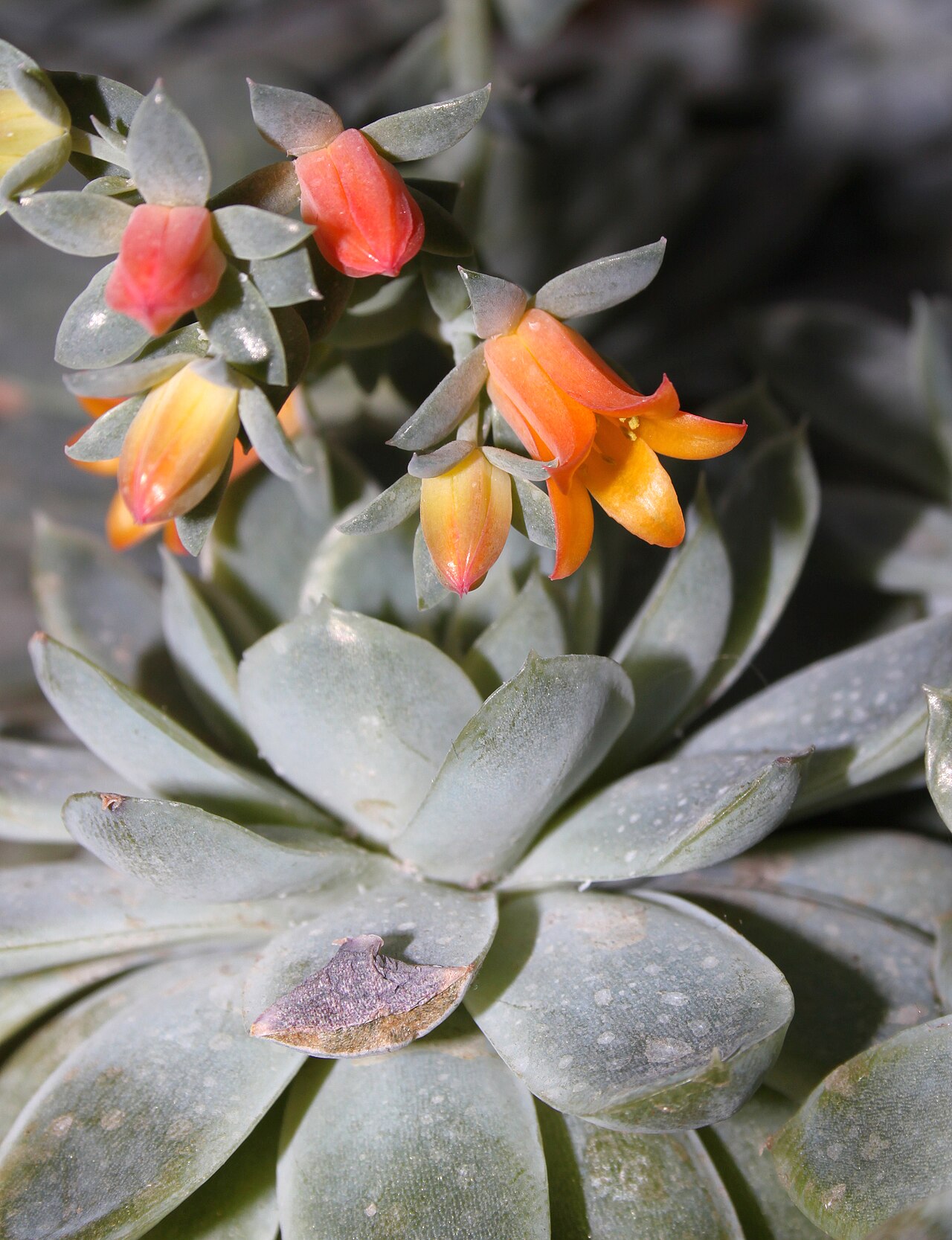 Detail ružice Echeveria elegans so striebristými listami