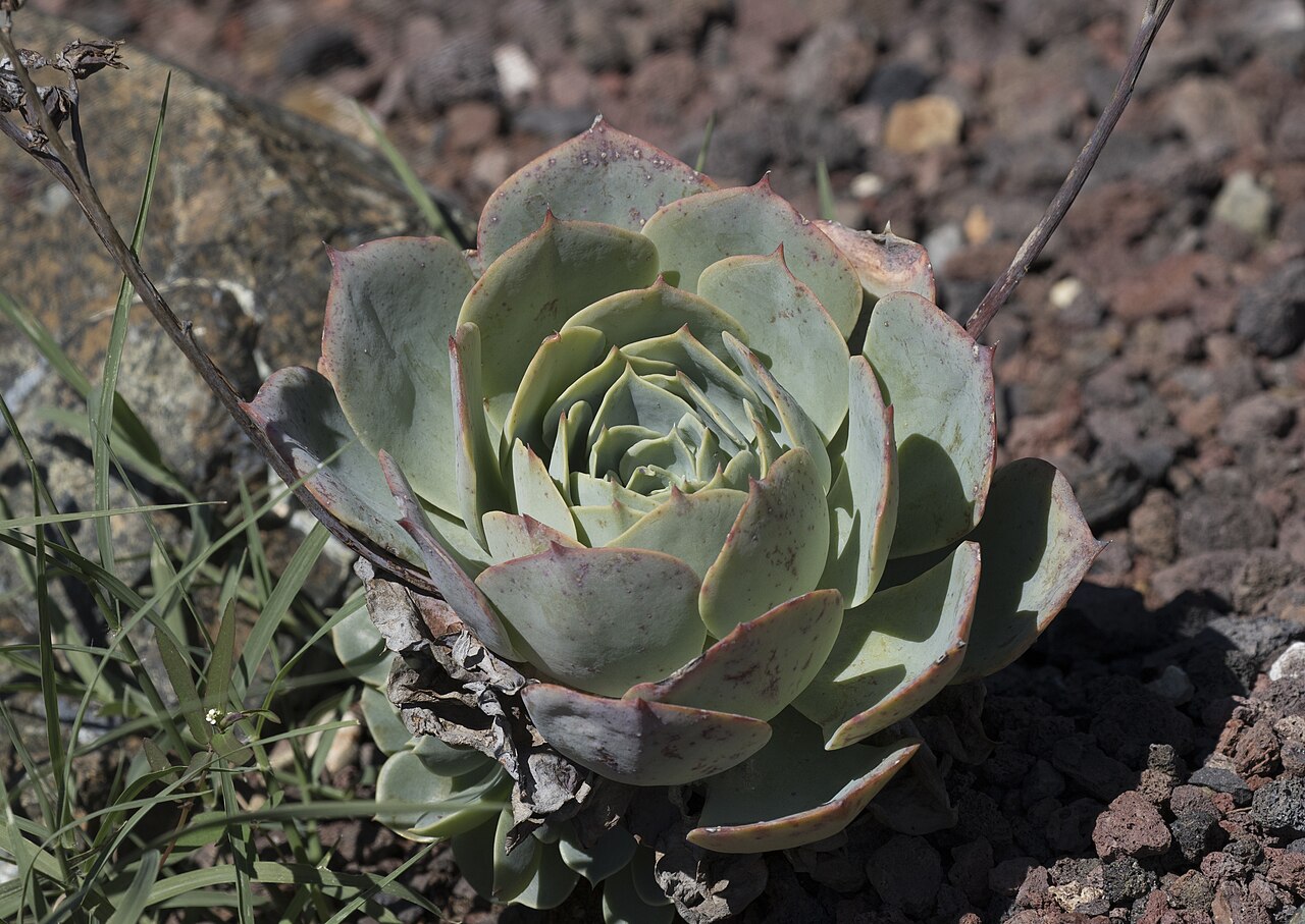 Echeveria elegans v kvetináči s priepustným substrátom