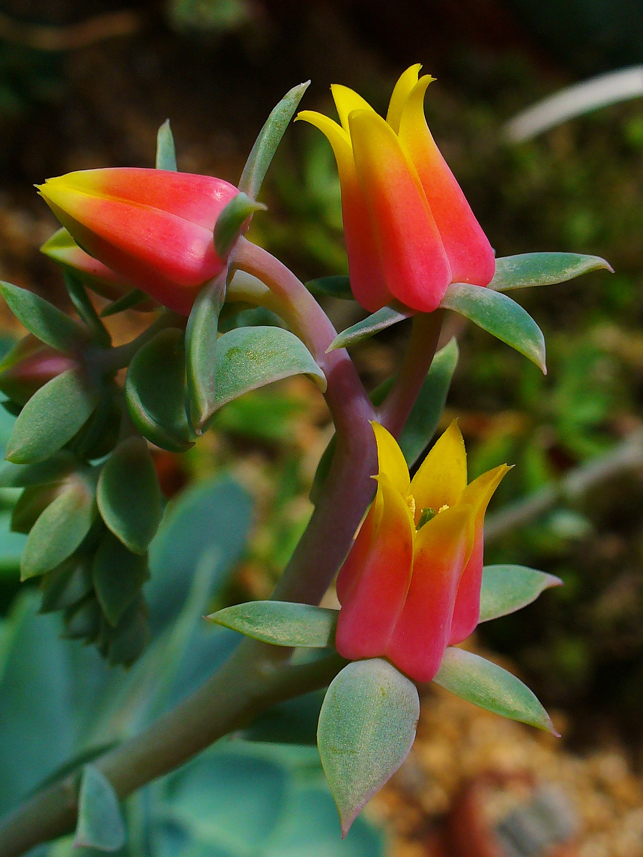 Starostlivosť o Echeveria gibbiflora a jej veľká ružica listov