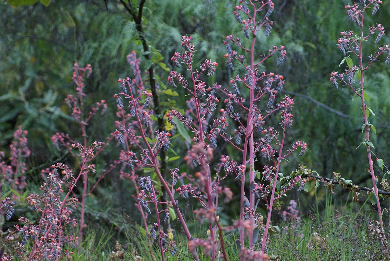 Echeveria gibbiflora s červeným lemovaním listov