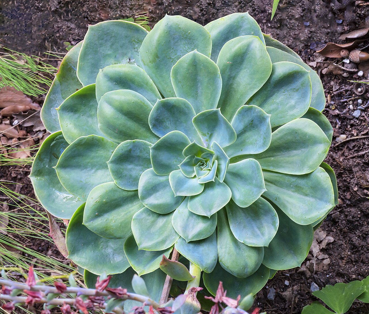 Starostlivosť o Echeveria glauca a detail modrošedej ružice