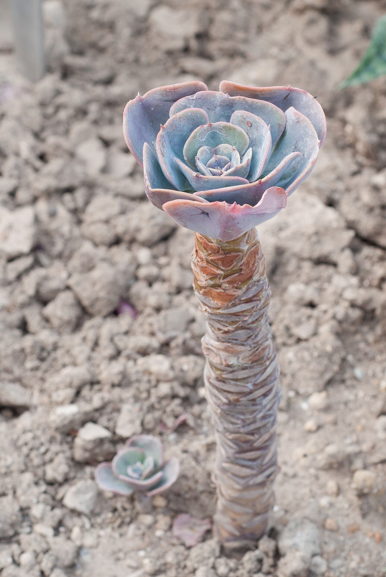 Echeveria glauca v kvetináči na svetlom stanovišti