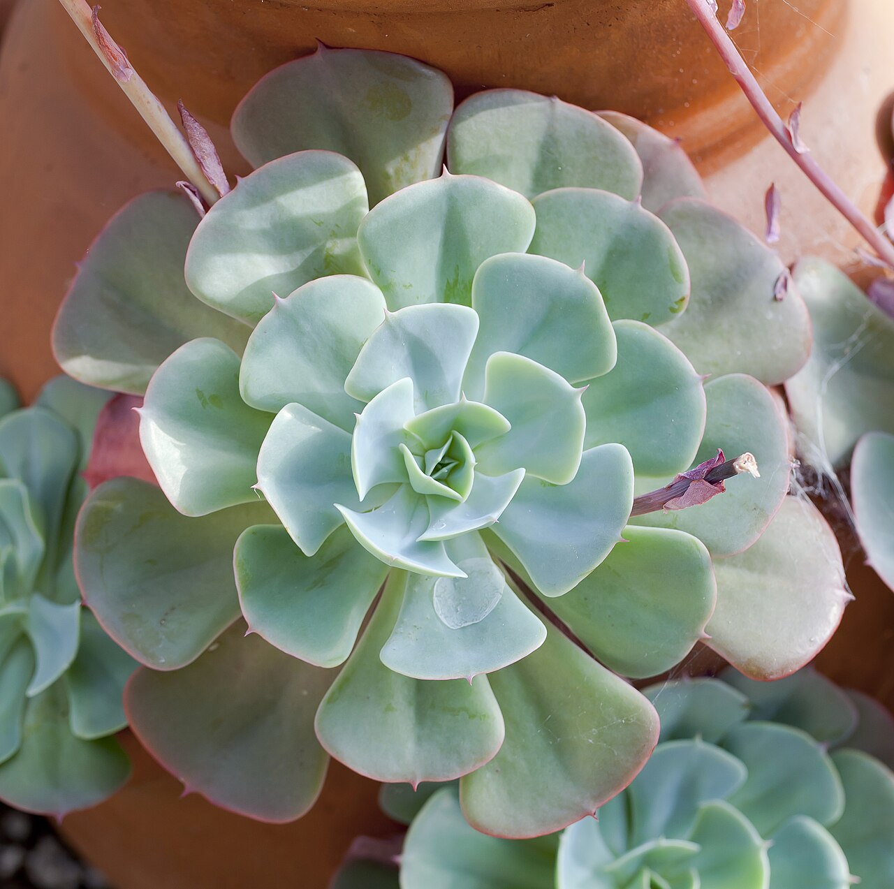 Detail listov Echeveria glauca s voskovým povrchom